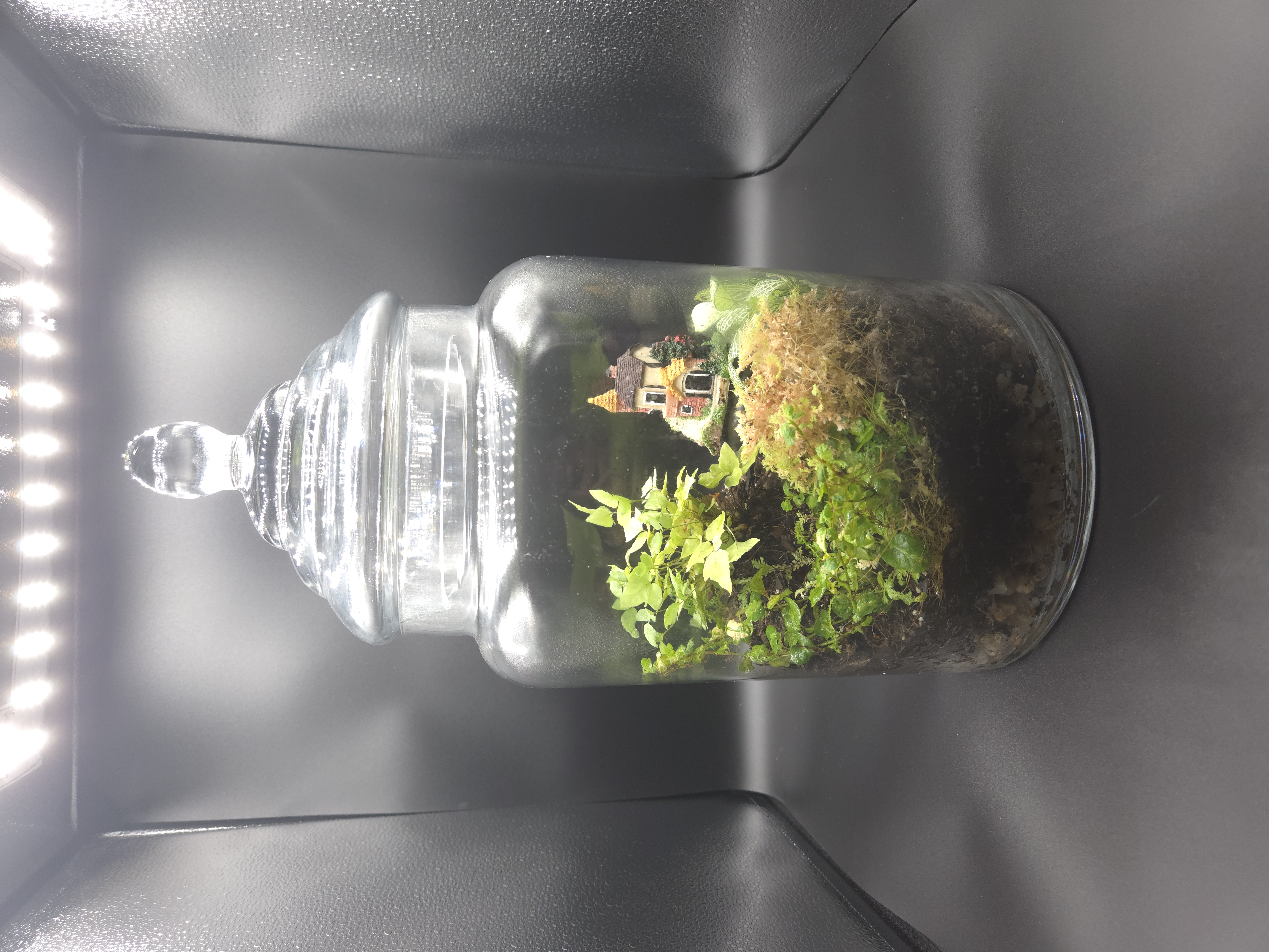 Terrarium 01