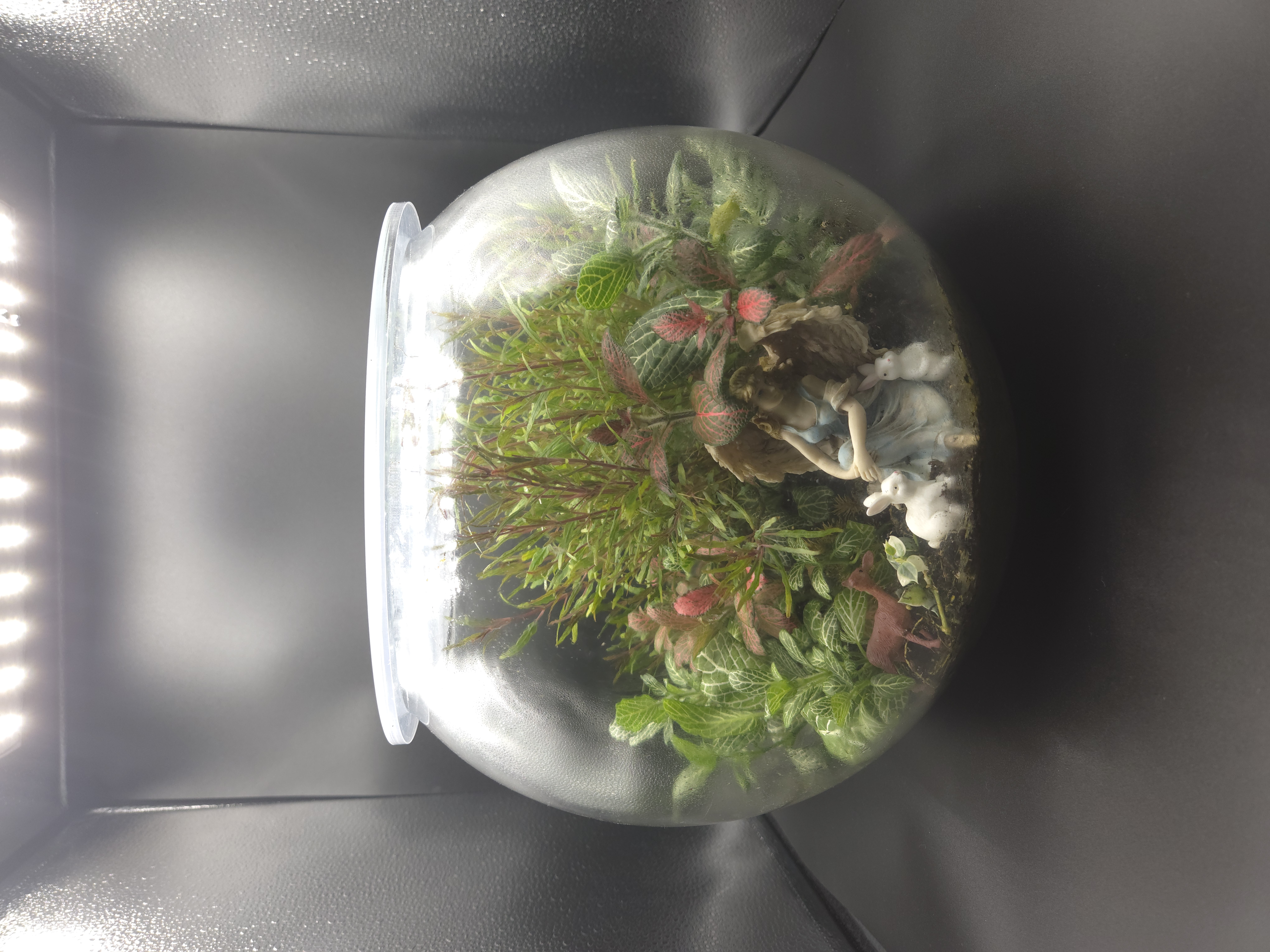 Terrarium 02