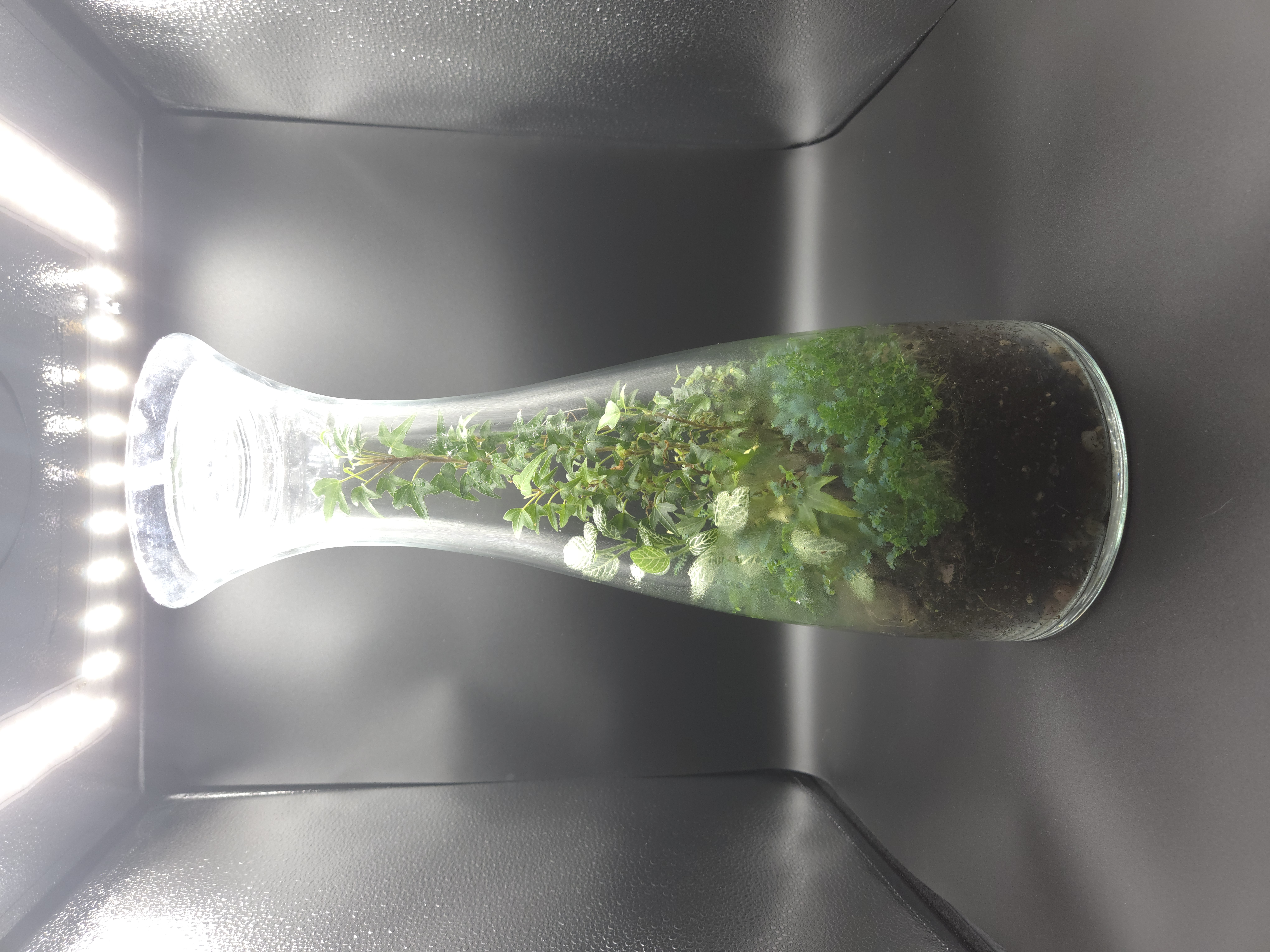 Terrarium 03