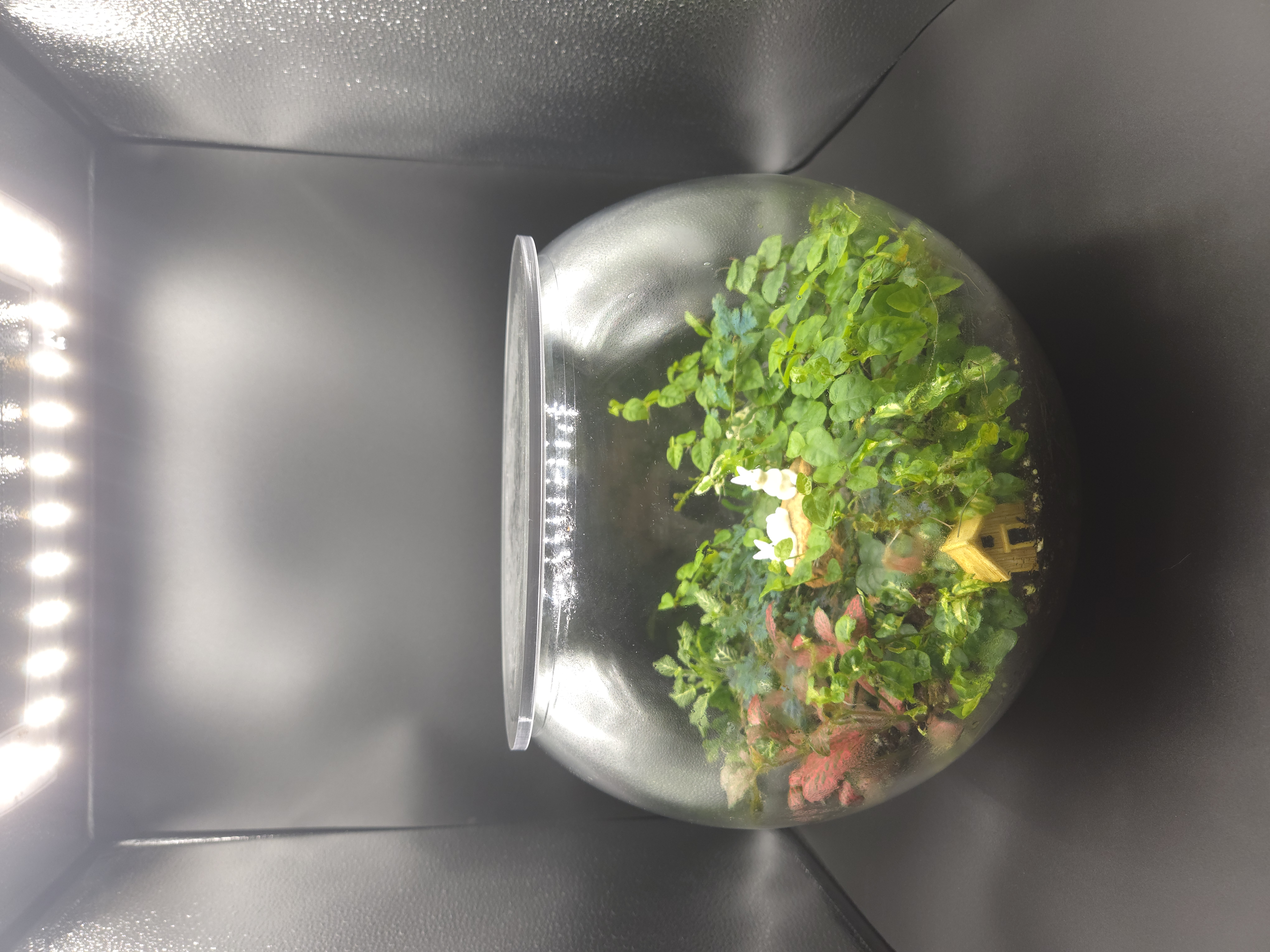 Terrarium 04