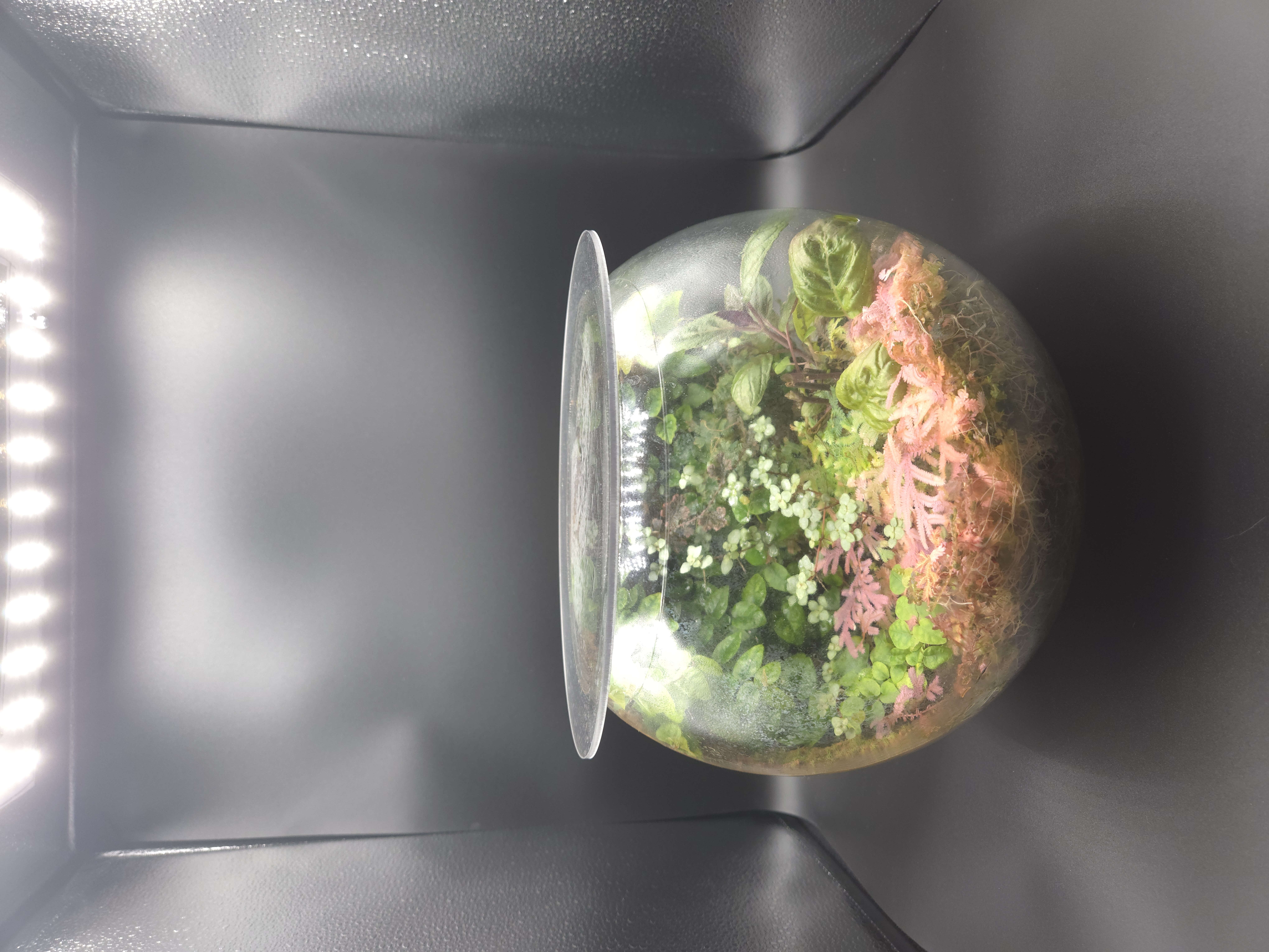 Terrarium 05