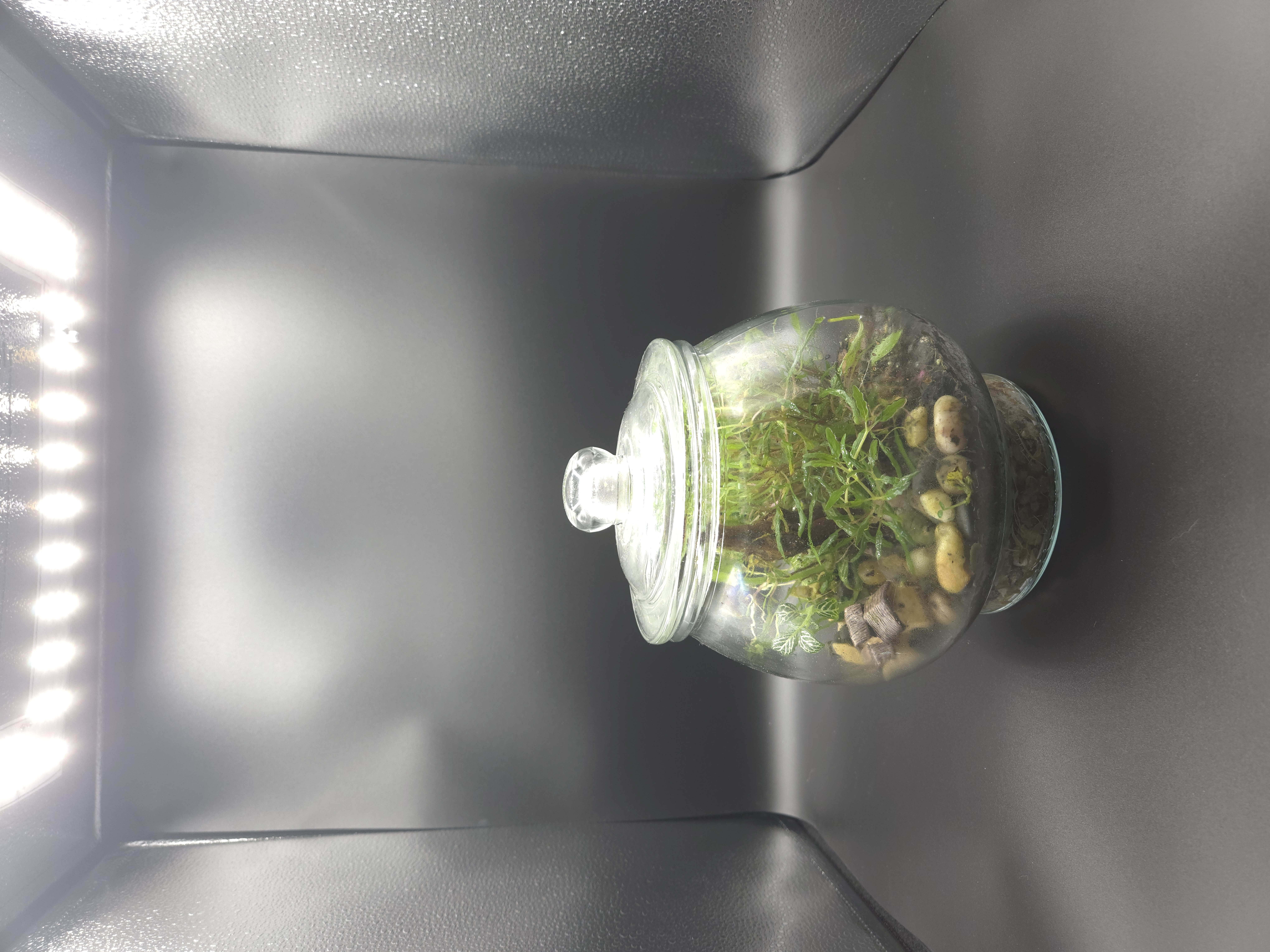 Terrarium 06