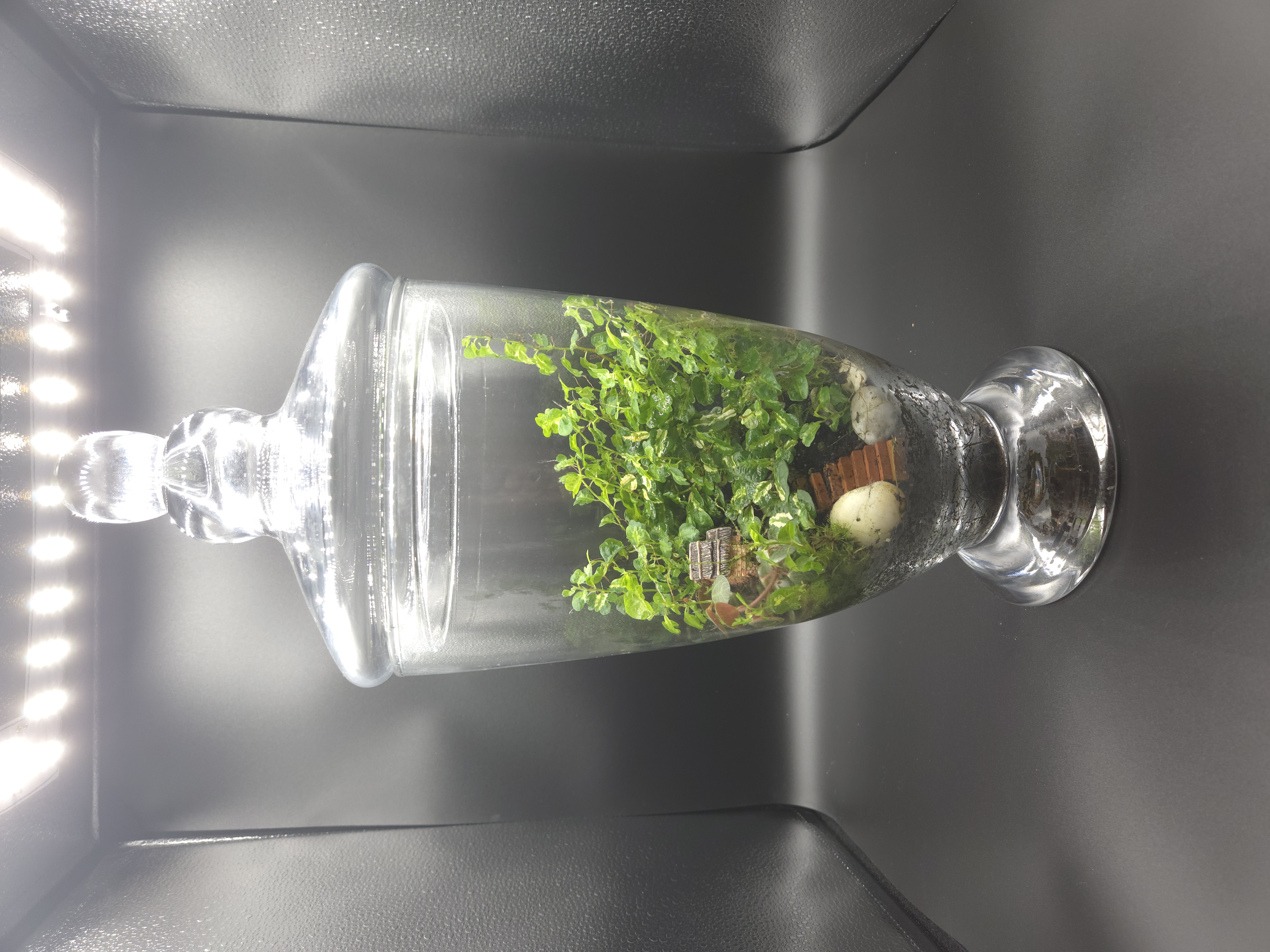 Terrarium 07
